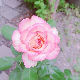 玄関/入り口/バラ/眺められる薔薇✨/手入れしてない庭のインテリア実例 - 2023-09-05 14:23:55
