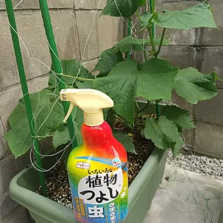 ガーデニング/植物のある暮らし/害虫対策/アースガーデン/いろいろな植物つよし...などのインテリア実例 - 2023-06-13 14:58:43