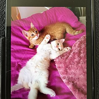 ベッド周り/ねこと共同生活。/我が家の猫ちゃん幼き写真♡/ねこのいる風景のインテリア実例 - 2017-04-05 11:52:29