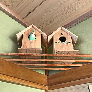 鳥の巣箱/インコ/壁/天井のインテリア実例 - 2019-10-18 09:54:43