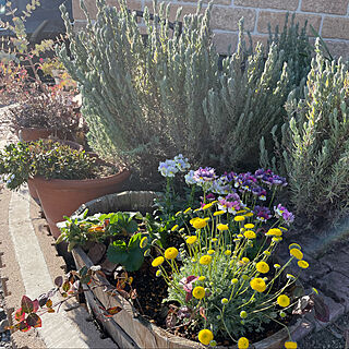 寄植え/春の庭/ガーデンストロベリー/ストロベリー/季節のお花...などのインテリア実例 - 2022-03-15 16:37:02