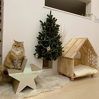 クリスマス/猫部屋/猫と暮らす/猫と暮らすインテリア/猫...などのインテリア実例 - 2020-12-05 08:52:20