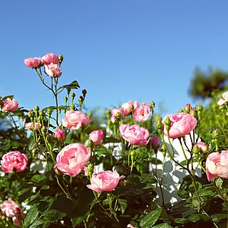 玄関/入り口/薔薇が好き/薔薇のある景色/花のある暮らし/ローブリッター...などのインテリア実例 - 2016-05-19 06:15:48