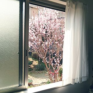 壁/天井/すっきり暮らす/窓辺/花のある暮らし/レースカーテン...などのインテリア実例 - 2017-03-17 12:23:37