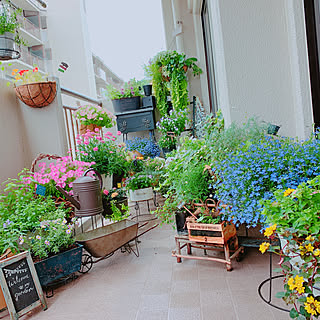 ガーデン雑貨/ニトリ ガーデンアイテム/お気に入り/植物のある暮らし/お花大好き♡...などのインテリア実例 - 2019-06-02 11:48:17