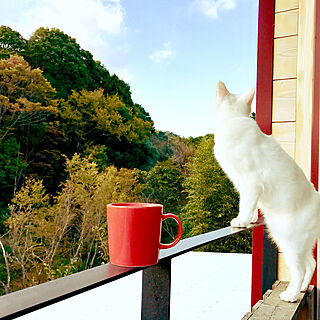 カフェだと思う事にしよう/ウッドデッキからの景色/デッキ屋根は猫の庭/景色が大好き/紅葉...などのインテリア実例 - 2018-11-03 15:41:58