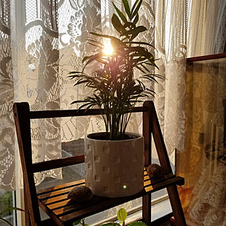 日の光/出窓/植物のある暮らし/西陽/テーブルヤシ...などのインテリア実例 - 2022-05-18 17:55:10