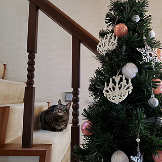 クリスマス/ねこのいる風景/猫/階段のインテリア実例 - 2020-12-16 09:50:30