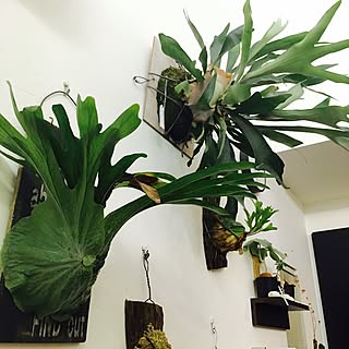 壁/天井/観葉植物/植中毒/ビカクシダ・ビフルカツム/ビカクシダ・スパーバム...などのインテリア実例 - 2016-10-15 00:44:56