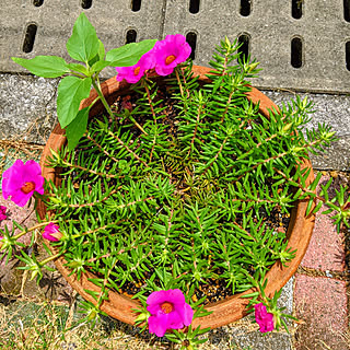 玄関/入り口/マツバボタン/鉢植えガーデン/鉢植えの花/密かに...などのインテリア実例 - 2020-06-17 07:55:56