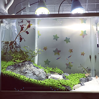 熱帯魚/水槽のインテリア実例 - 2019-05-29 22:02:24