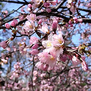 玄関/入り口/原種チューリップ/桜のインテリア実例 - 2024-04-23 13:13:35