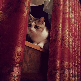 ベッド周り/猫/猫のいる部屋/カーテンのインテリア実例 - 2015-04-01 00:17:20