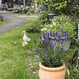 庭/寄せ植え/陶器系雑貨/ガーデン雑貨/癒し...などのインテリア実例 - 2022-05-26 08:56:06