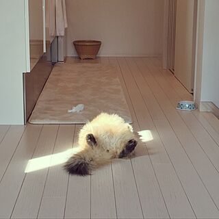 キッチン/かご/無垢の床/猫のインテリア実例 - 2017-03-09 19:31:52