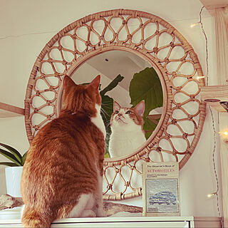 IKEAの鏡/猫と暮らす家/観葉植物/DIY/猫...などのインテリア実例 - 2023-01-22 22:11:58