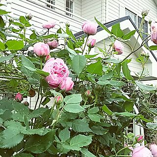 玄関/入り口/薔薇が好き/花のある暮らし/庭/アーチ...などのインテリア実例 - 2016-05-07 08:59:50