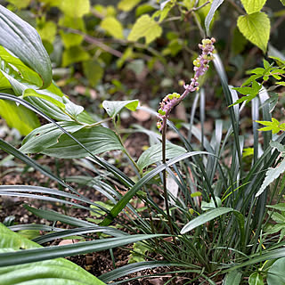 玄関/入り口/ヤブラン/薮蘭/秋/植物のある暮らし...などのインテリア実例 - 2023-10-04 07:00:47