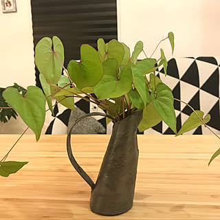 飾ってるのは家の前にあった雑草/厚紙だけど植物をいけるw/チップスターの空き箱/色々手作り/コメ、イイねスルーでよかです、すいません...などのインテリア実例 - 2019-06-27 08:44:00