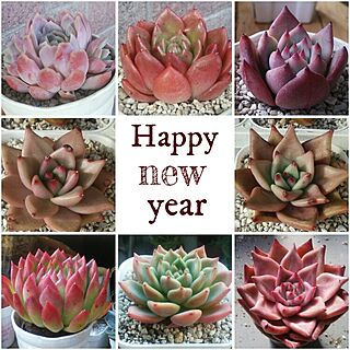 A HAPPY NEW YEAR/多肉植物/ガーデン雑貨/ベランダインテリア/ベランダガーデン...などのインテリア実例 - 2016-01-01 02:04:11