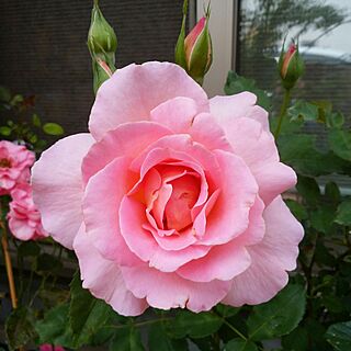 玄関/入り口/お花大好き♡/薔薇のある庭のインテリア実例 - 2017-06-15 14:40:39