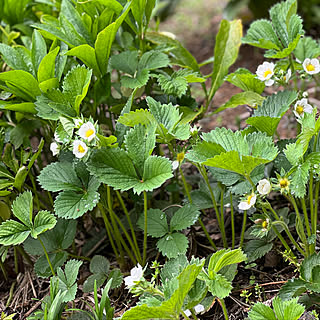 庭のお花/菜園野菜/玄関/入り口のインテリア実例 - 2022-04-23 15:55:08