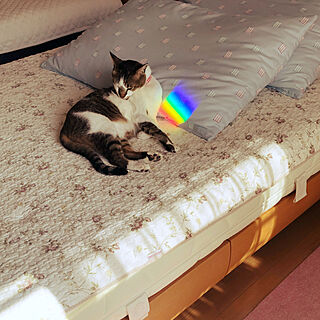 プリズムの虹/みて頂き有難うございます(^^)/カラフル好き/すっきり暮らしたい/猫のいる日常...などのインテリア実例 - 2020-10-29 13:26:31