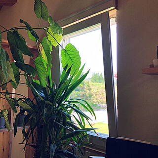 壁/天井/観葉植物のある暮らし/観葉植物/涼しくなりました♪/ドレーキップ窓...などのインテリア実例 - 2023-09-30 10:43:08