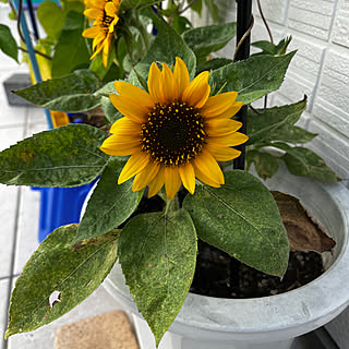 玄関/入り口/ひまわり開花/夏の風物詩/観葉植物/窓際のグリーン...などのインテリア実例 - 2023-07-26 22:41:37