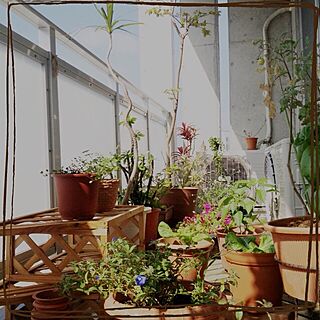 玄関/入り口/ベランダ/植物/日光浴のインテリア実例 - 2013-02-28 10:55:02