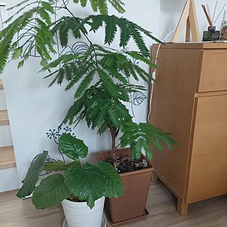 リビング/観葉植物/北欧インテリアに憧れる/観葉植物のある暮らし/ランプ照明...などのインテリア実例 - 2024-01-06 11:01:00