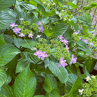 ピンク/額紫陽花/紫陽花/庭/花のある暮らし...などのインテリア実例 - 2021-05-23 13:43:31