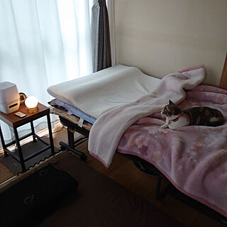 猫に寝床取られる/トゥルースリーパーもベッドも猫のもの/古い一軒家/レトロな和室/保護猫...などのインテリア実例 - 2021-08-12 07:05:58
