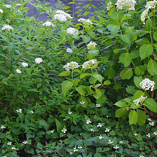 白い花/北側の庭/シモツケ/紫陽花/庭の花...などのインテリア実例 - 2019-06-08 22:37:00