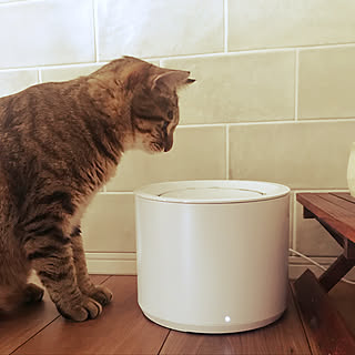 ねこのいる風景/猫/一人暮らし/自動給水器/猫水飲み...などのインテリア実例 - 2020-08-13 16:33:52