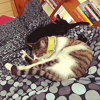 ロフトベッドで寝る猫/乗っかる猫乗っかられる猫/ねこのいる風景/白キジのん/黒猫ミースケ...などのインテリア実例 - 2021-03-22 16:17:10