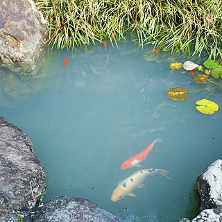 部屋全体/鯉/池/金魚/睡蓮のインテリア実例 - 2020-10-03 20:30:32