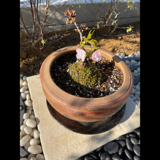 苔玉桜ちゃんその後/100均/植物のある暮らし/和風庭園エリア/箱庭風市松...などのインテリア実例 - 2021-04-09 07:33:37