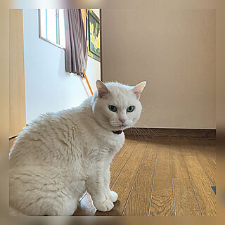 プルメリアの絵/二階の廊下/ミルク17歳/猫との暮らしのインテリア実例 - 2020-04-16 10:24:53