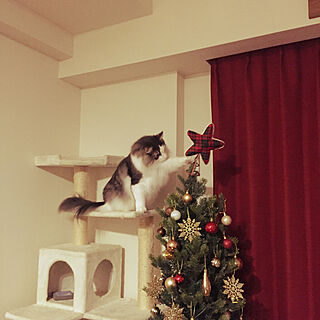 壁/天井/猫とクリスマスツリー/猫との暮らし/猫/クリスマスツリーのインテリア実例 - 2018-12-12 22:06:59