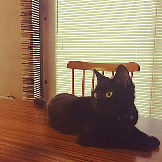 Blackcatさんの実例写真