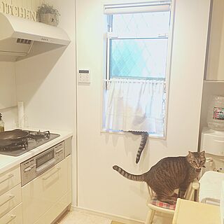キッチン/ニトリ/アルファベットオブジェ/IKEA/muy mucho...などのインテリア実例 - 2017-06-05 08:45:19