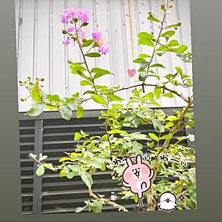 サルスベリの花❣️/見て下さりありがとうございます★彡/マンション1階角部屋庭付き/お花のある暮らし/部屋全体のインテリア実例 - 2022-08-07 15:49:54