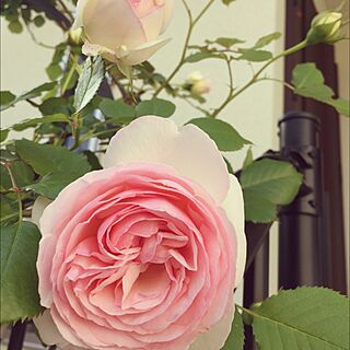 ガーデン雑貨/ガーデニング/お庭♡/お庭☻/薔薇が好き...などのインテリア実例 - 2015-05-06 16:42:13