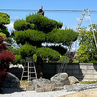 4枚投稿/ファミレスパフェ/強風だから…すぐ嫌に…/チェンソーでガー/植木の剪定作業...などのインテリア実例 - 2023-05-03 09:15:10