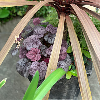 ヒューケラ/花のある暮らし/植物のある暮らし/癒し/玄関/入り口...などのインテリア実例 - 2022-04-28 12:08:19