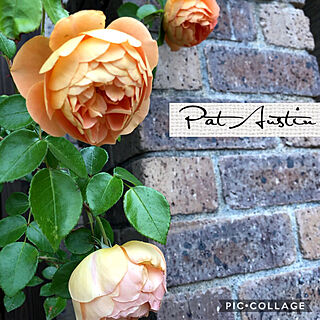 イングリッシュローズ パットオースチン/薔薇/バラ/花は癒し/好きなものに囲まれて暮らす...などのインテリア実例 - 2019-05-22 13:49:21