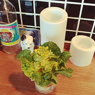 部屋全体/グリーン増やしたい♪/観葉植物/グリーンのある暮らし/カフェ風...などのインテリア実例 - 2017-03-23 13:46:26