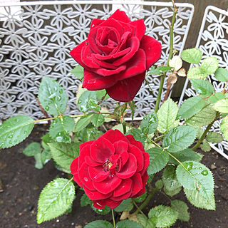 玄関/入り口/薔薇の花/記念花/見てくれてありがとう♡/おはようございます...などのインテリア実例 - 2018-05-29 09:06:55