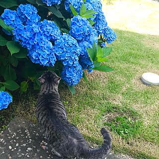 癒し/お庭/紫陽花/猫と暮らす/芝生風...などのインテリア実例 - 2020-07-03 08:29:16